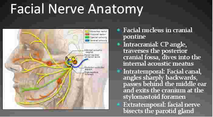 stylomastoid foramen facial nerve