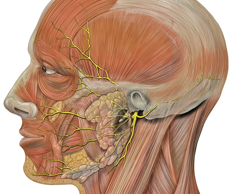 Facial Nerve Anatomy